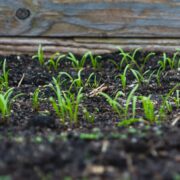 Local soil and converted to black soil