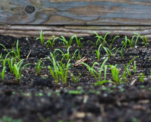 Local soil and converted to black soil