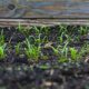 Local soil and converted to black soil