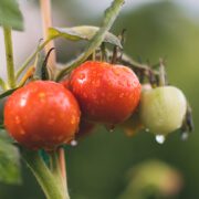 Are SoilFixer products organic