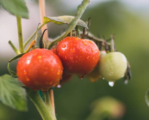 Are SoilFixer products organic