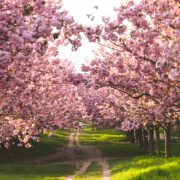 Biochar for trees and woodlands