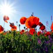Biochar mitigates (offsets) climate change