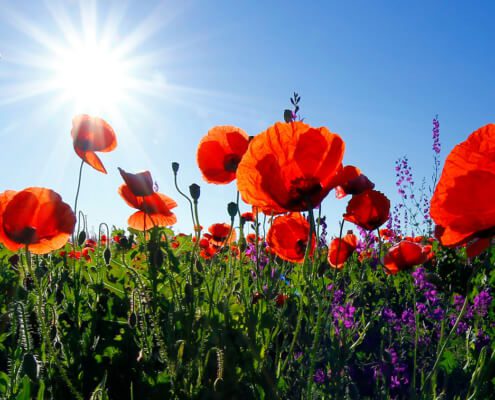 Biochar mitigates (offsets) climate change
