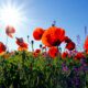 Biochar mitigates (offsets) climate change