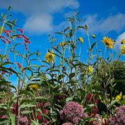Biochar - The non-starters