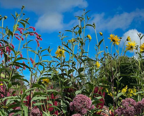 Biochar - The non-starters