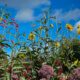 Biochar - The non-starters
