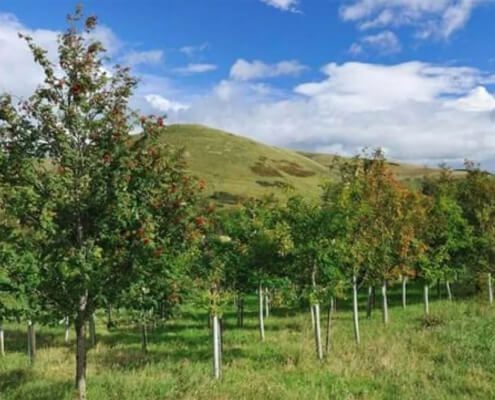 Biochar to Improve Tree Growth and Survival In Woodlands