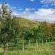 Biochar to Improve Tree Growth and Survival In Woodlands