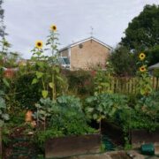 Giant Sunflowers using biochar super compost