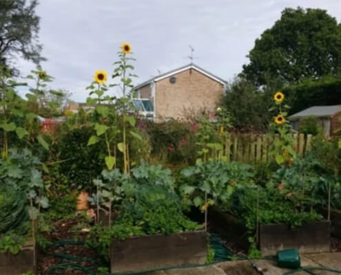 Giant Sunflowers using biochar super compost