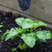 SF60 Super Compost