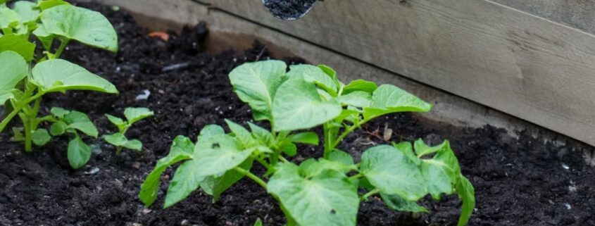 SF60 Super Compost