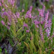 The Autumn Essential for Healthier Soil