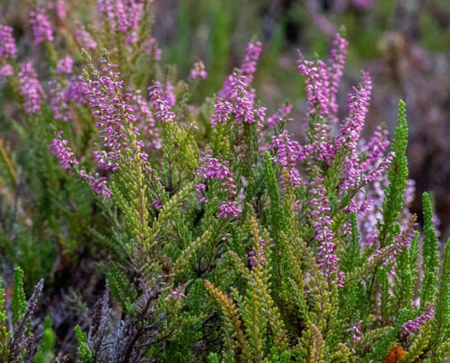 The Autumn Essential for Healthier Soil