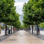 Urban trees planted along a paved walkway showing Stockholm Tree Pit style planting for healthier city tree growth
