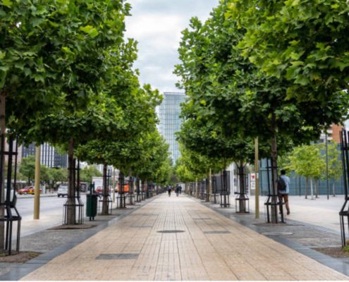 Urban trees planted along a paved walkway showing Stockholm Tree Pit style planting for healthier city tree growth