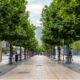 Urban trees planted along a paved walkway showing Stockholm Tree Pit style planting for healthier city tree growth