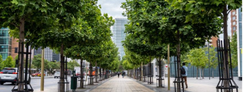Urban trees planted along a paved walkway showing Stockholm Tree Pit style planting for healthier city tree growth