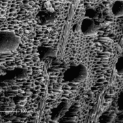 Microscopic biochar pore structure showing how biochar supports soil health and microbial life