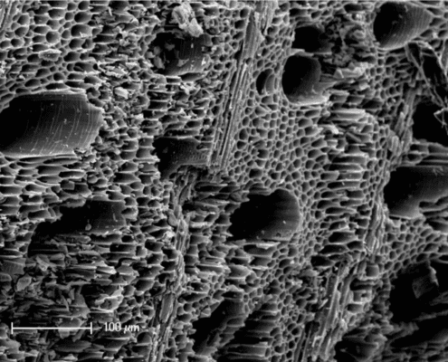 Microscopic biochar pore structure showing how biochar supports soil health and microbial life