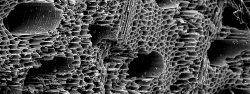 Microscopic biochar pore structure showing how biochar supports soil health and microbial life